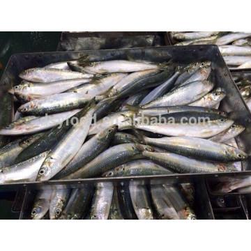 Pescado de sardina fresca fresca congelada